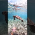 2023年 #seaturtle #underwater #ocean #宮古島 #沖縄
