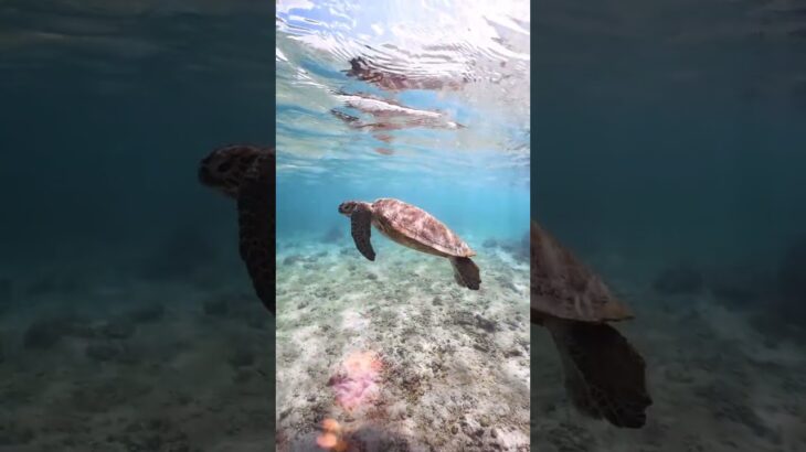 2023年 #seaturtle #underwater #ocean #宮古島 #沖縄