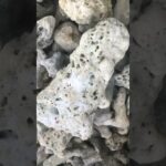 2023年 サンゴの石 #宮古島
