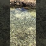 2023年 青い小さな魚が泳いでいます #宮古島