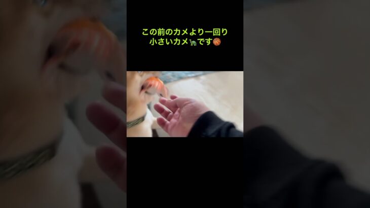2023年 宮古島旅行😊実はもう1匹カメがいました🐢シバスケは気にいるのか⁉️ #柴犬 #犬 #shibainu #豆柴#しばいぬ