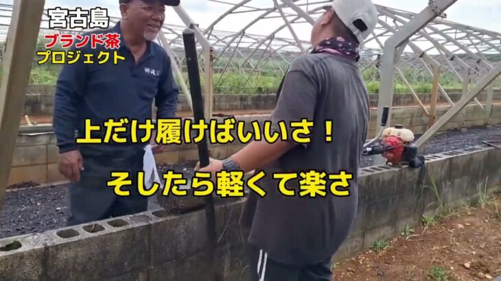 2023年 宮古島芸人　1095日のお茶つくり　先輩の雨具問題