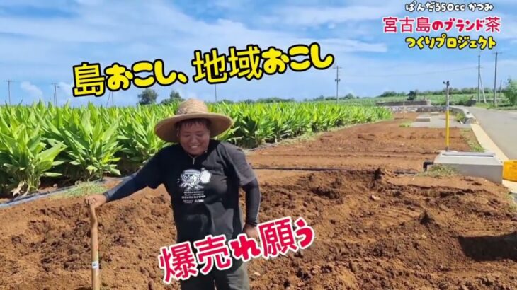 2023年 宮古島芸人　お茶作り1095日挑戦　