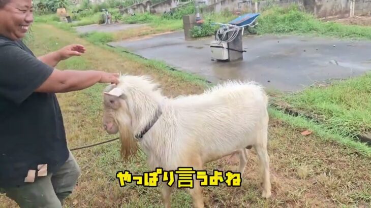 2023年 宮古島芸人　1095日お茶つくり畑に雑草が大変なのでやぎを飼う