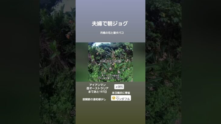 2023年 朝ジョグ。宮古島はテッポウユリと月桃の花が終盤。アイアンマン西オーストラリアまであと197日。#アイアンマン #セカンドライフ #トライアスロン #宮古島