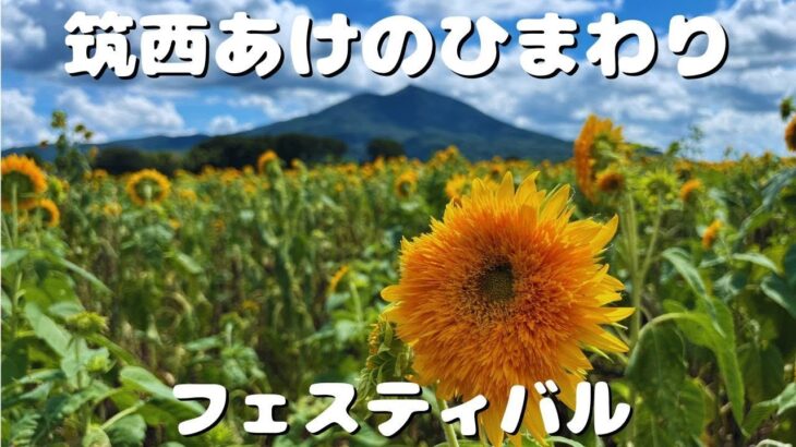 【茨城】あけのひまわりフェスティバル2024開幕！100万本の黄色い絨毯【観光】