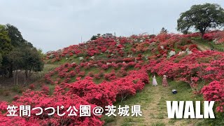 【満開】今が見頃！春の笠間つつじ公園を散歩｜2025年