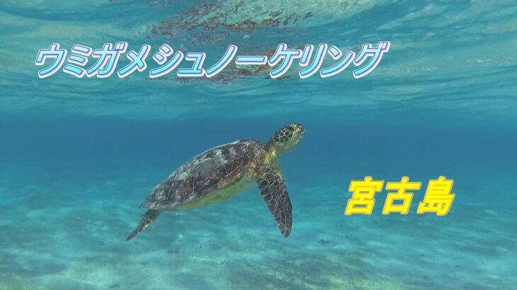 2023年 【シュノーケリング】宮古島・ウミガメウォッチング（2025/4/29）