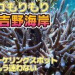 2023年 宮古島ベストシュノーケリングスポット 吉野海岸 今年もサンゴの森 【2025年5月 宮古島の海旅】
