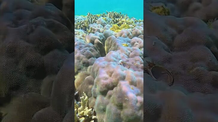 2023年 Arousal of one’s abilities ［short movie］ #mermaid #action5pro #マーメイド #スキンダイビング #miyako island #宮古島