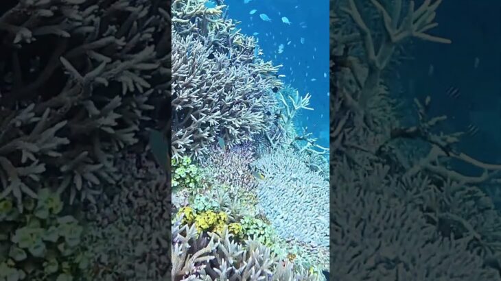 2023年 Arousal of one’s abilities ［short movie］#action5pro #mermaid  #miyako #マーメイド #人魚 #宮古島