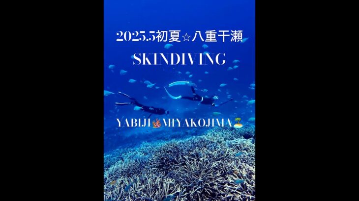 2023年 大物！GTに遭遇⭐︎珊瑚も復活／2025.5⭐︎八重干瀬スキンダイビング　#skindiving  #宮古島 #underwater #miyakojima #snorkeling #coral