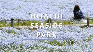 【茨城/ひたちなか】GWに訪れるべきネモフィラの楽園、ひたち海浜公園。蒼に満たされる。