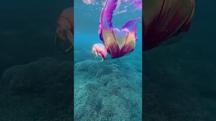 2023年 Mermaid and the sound of waves  #Mermaid #マーメイド #人魚 #宮古島