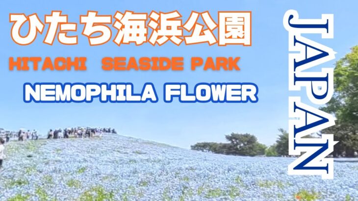 【茨城】ネモフィラNational Hitachi Seaside Park offers a variety of flowers from season to season.
