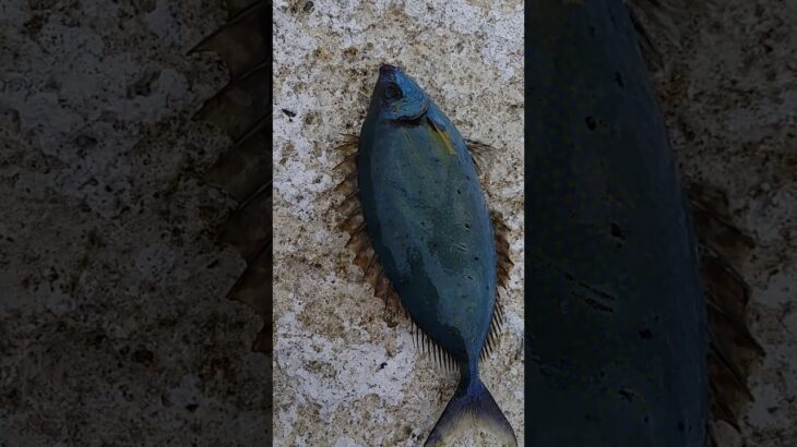2023年 #fishing #宮古島