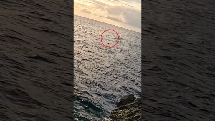 2023年 ナニあれ？#釣り #fishing #ルアーフィッシング #宮古島