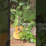2023年 healing time with acoustic music #forest #guitar #healing #沖縄  #宮古島 #ギター #アコギ