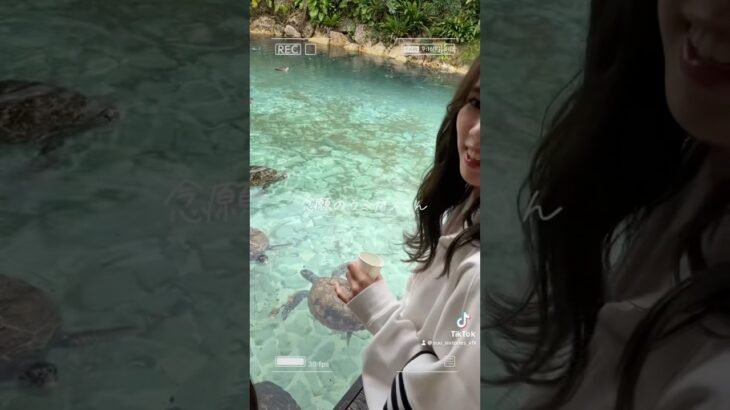 2023年 ウミガメ様に餌やり🐢#宮古島 #miyako #ウミガメ #餌やり #旅行 #観光 #shorts