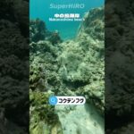 2023年 【宮古島】中の島海岸でわんちゃんみたいな顔の犬発見🐶 #miyakoisland #okinawa #沖縄 #宮古島