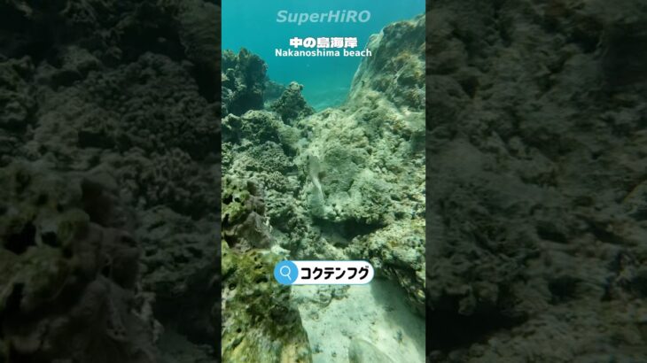 2023年 【宮古島】中の島海岸でわんちゃんみたいな顔の犬発見🐶 #miyakoisland #okinawa #沖縄 #宮古島