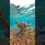 2023年 #sea #ocean #seaturtle #turtle #宮古島