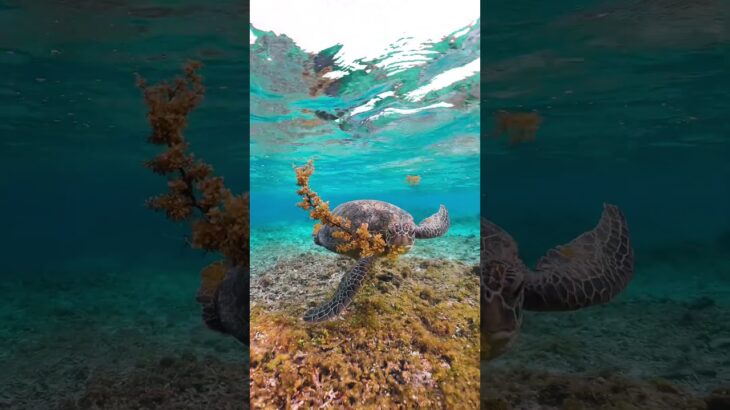 2023年 #sea #ocean #seaturtle #turtle #宮古島