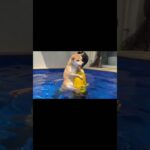 2023年 宮古島旅行✨プール第二弾🏀✨だいぶ慣れてきたかな😊 #柴犬 #犬 #shibainu #しばいぬ#豆柴