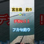 2023年 【宮古島フカセ釣り🐠】【久しぶりの大物】#カーエー #釣り #ふかせ釣り #フカセ釣り #アウトドア #タマン #ロウニンアジ #宮古島 #沖縄釣り #shimano #daiwa #打ち込み