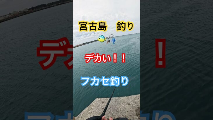 2023年 【宮古島フカセ釣り🐠】【久しぶりの大物】#カーエー #釣り #ふかせ釣り #フカセ釣り #アウトドア #タマン #ロウニンアジ #宮古島 #沖縄釣り #shimano #daiwa #打ち込み