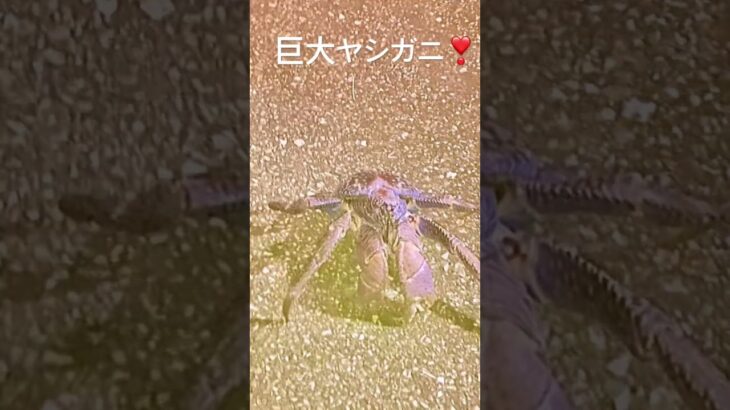 2023年 巨大な ヤシガニに 遭遇 宮古島 #short #shortvideo #youtubeshorts #ブログ #沖縄旅行 #絶滅危惧種
