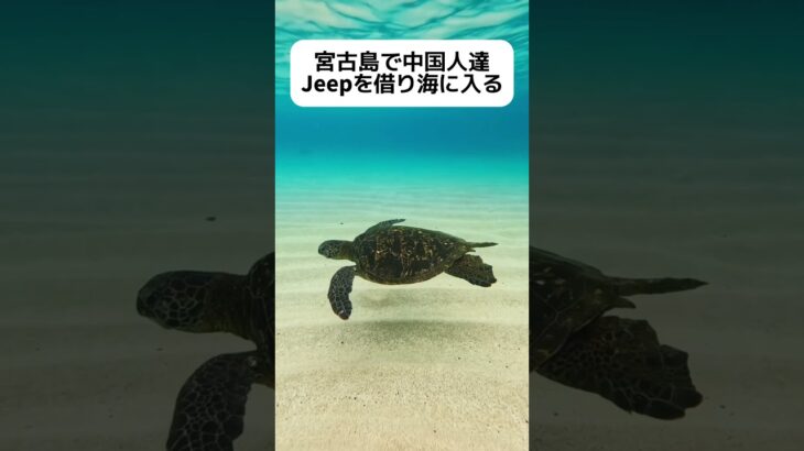 2023年 【は？】宮古島、レンタカーで海に入る中国人 #shorts