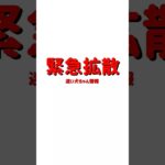 2023年 #shorts 迷子犬ちゃん情報Ⅱ−38-2 沖縄県宮古島上野琉球の風アイランドマーケットで迷子になっている「ボーダーコリー ちゃん」