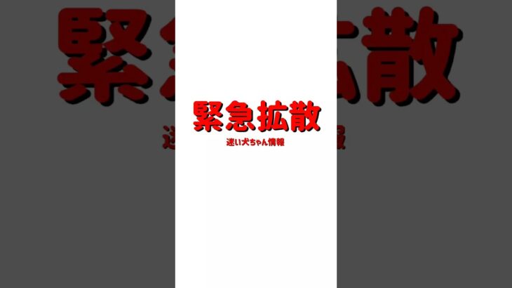 2023年 #shorts 迷子犬ちゃん情報Ⅱ−38-2 沖縄県宮古島上野琉球の風アイランドマーケットで迷子になっている「ボーダーコリー ちゃん」