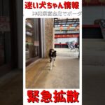 2023年 #shorts 迷子犬ちゃん情報Ⅱ−38-2 沖縄県宮古島上野琉球の風アイランドマーケットで迷子になっている「ボーダーコリー ちゃん」