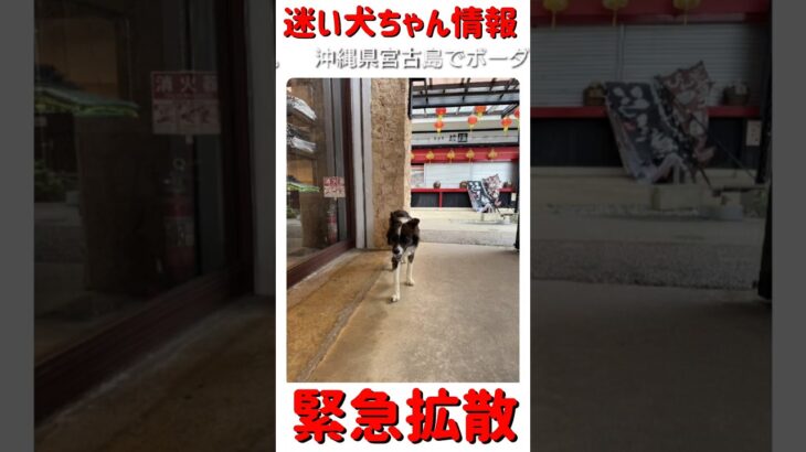 2023年 #shorts 迷子犬ちゃん情報Ⅱ−38-2 沖縄県宮古島上野琉球の風アイランドマーケットで迷子になっている「ボーダーコリー ちゃん」