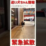 2023年 #shorts 迷子犬ちゃん情報Ⅱ−38-3 沖縄県宮古島上野琉球の風アイランドマーケットで迷子になっている「ボーダーコリー ちゃん」