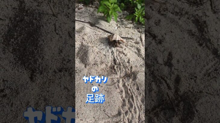 2023年 宮古島で見つけた#shorts