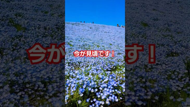 【茨城県】国営ひたち海浜公園 ネモフィラ #shorts #茨城県 #ネモフィラ #gw #観光