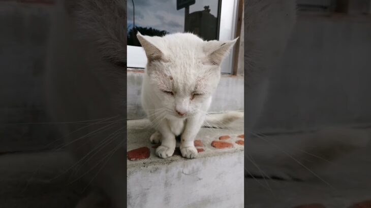 2023年 宮古島の猫ちゃん達　#shorts s#cat #ねこ #