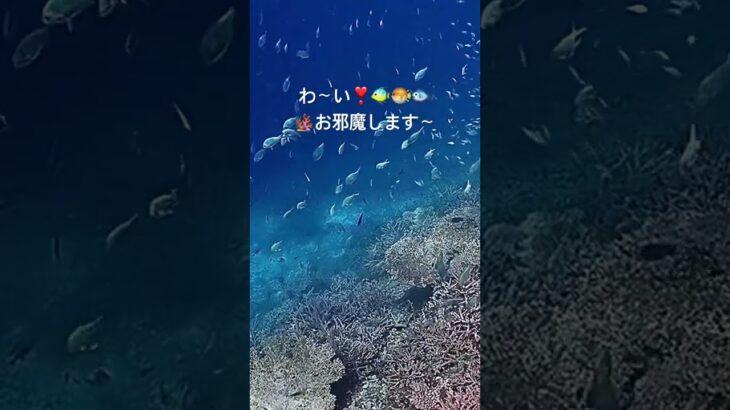 2023年 宮古島 ヤビジ 八重干潮 シュノーケリング ツアー #shorts #shortvideo #youtubeshorts #ブログ #宮古島 #宮古島観光 #シュノーケリング #旅行