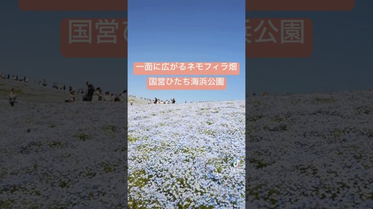 #ネモフィラ #観光 #茨城県 #ドライブ