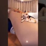 2023年 元野犬の子たち #那須の野犬 #宮古島の野犬#保護犬