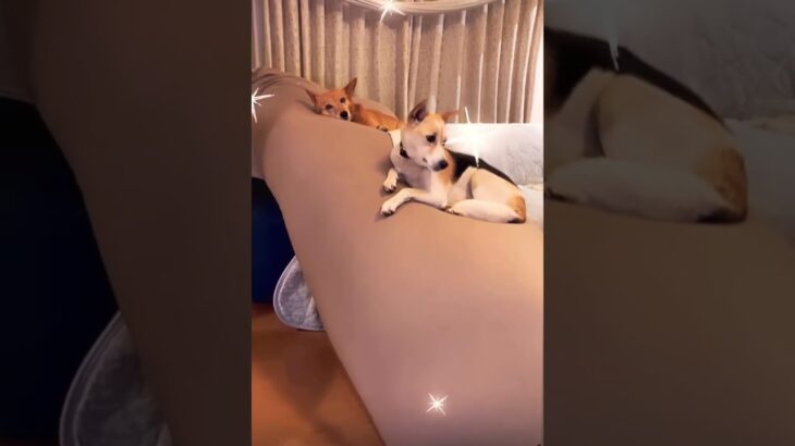 2023年 元野犬の子たち #那須の野犬 #宮古島の野犬#保護犬