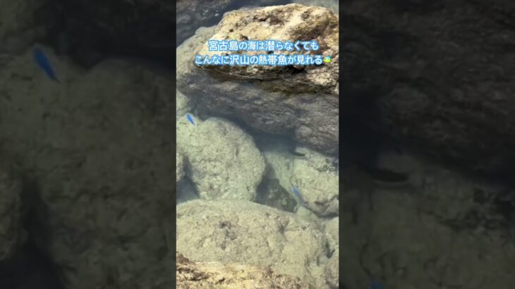 2023年 宮古島の海最高😆✨🐠🐠🐠#宮古島