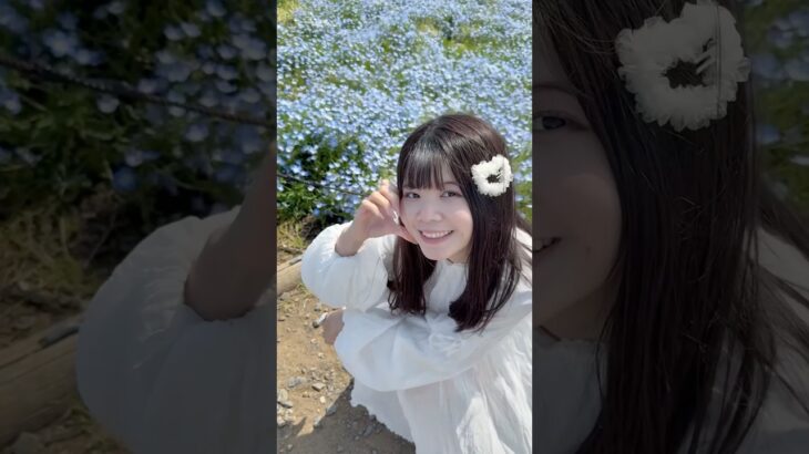 日本美景｜茨城粉蝶花｜ネモフィラ✨💙