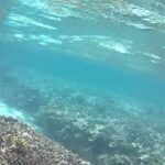 2023年 インギャーマリンガーデン④宮古島