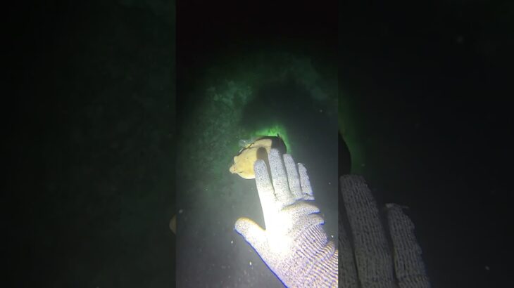 2023年 ブチギレた時が一番可愛い魚 #宮古島 #素潜り #シュノーケリング