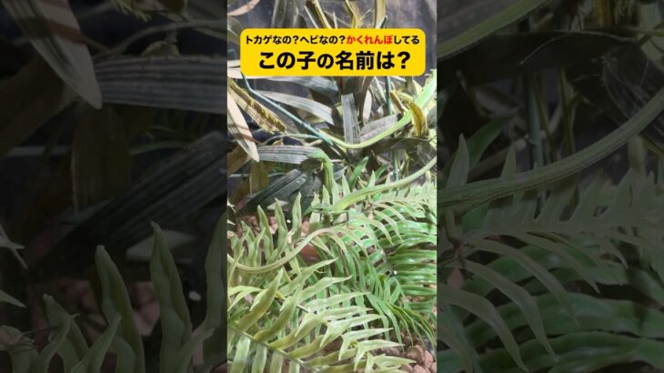 2023年 【レア生物】沖縄県 宮古島で暮らすヘビのような名前のトカゲ #ミヤコカナヘビ #野毛山動物園 #爬虫類 #動物園