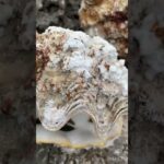 2023年 サンゴの石 #宮古島